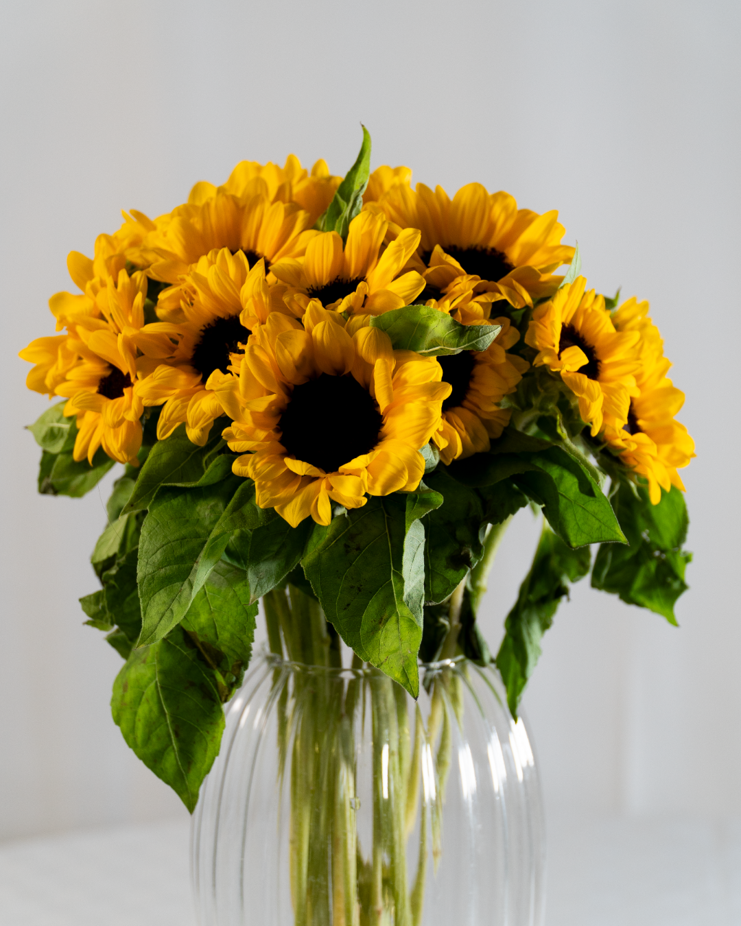 Girasoli Mini