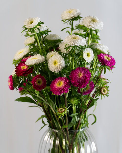 Aster
