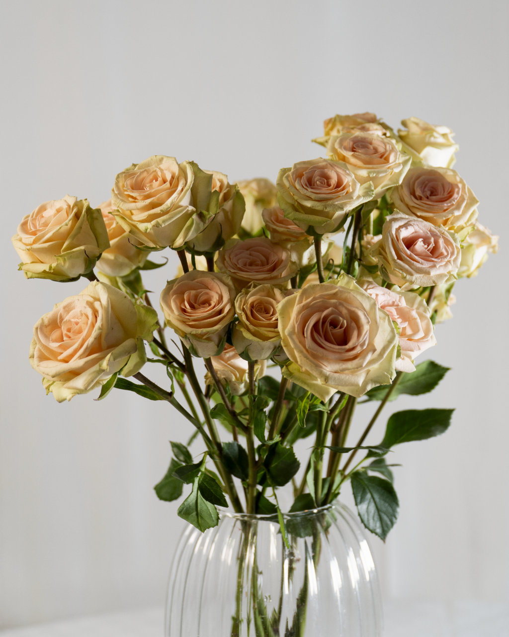 Rose A Grappolo - Rosa Antico