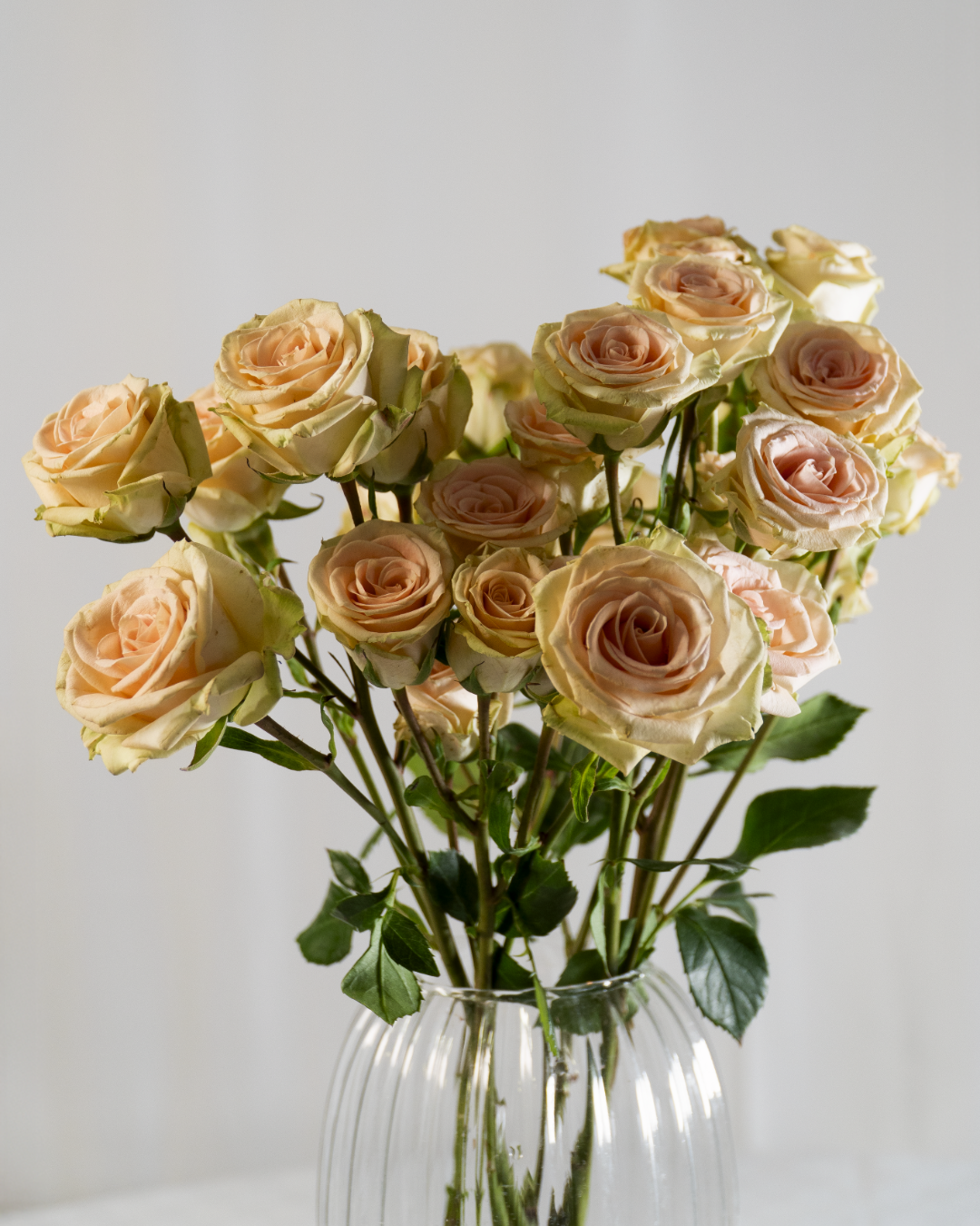 Rose A Grappolo - Rosa Antico