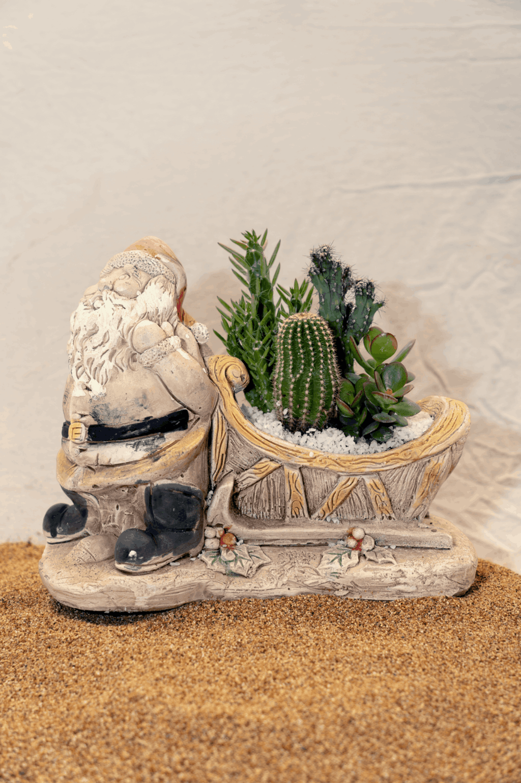 Piante Grasse - Babbo Natale