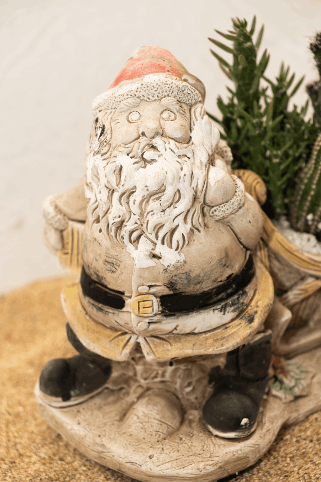 Piante Grasse - Babbo Natale